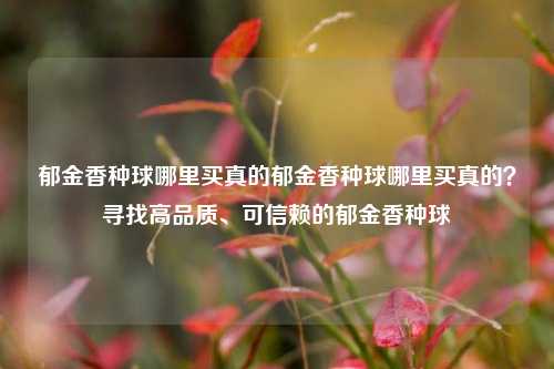郁金香种球哪里买真的郁金香种球哪里买真的？寻找高品质、可信赖的郁金香种球