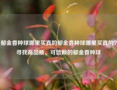 郁金香种球哪里买真的郁金香种球哪里买真的？寻找高品质、可信赖的郁金香种球