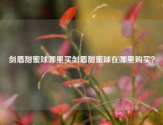 剑盾甜蜜球哪里买剑盾甜蜜球在哪里购买？