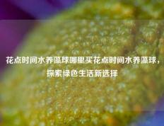 花点时间水养藻球哪里买花点时间水养藻球，探索绿色生活新选择