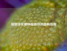 缩阴球买哪种缩阴球的选购指南