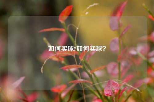 如何买球?如何买球？